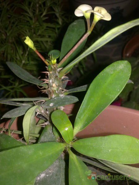 A photo of Euphorbia milii var. milii