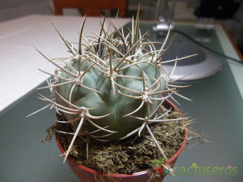 A photo of Gymnocalycium monvillei subsp. horridispinum