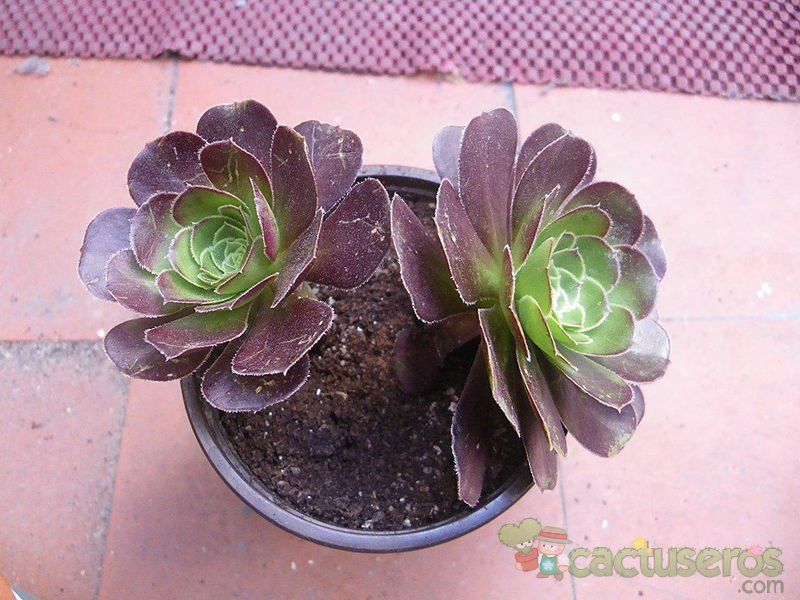 Una foto de Aeonium arboreum cv. artropurpureum