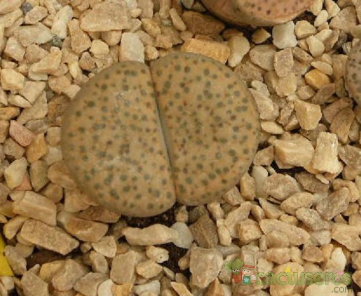 A photo of Lithops fulviceps var. fulviceps