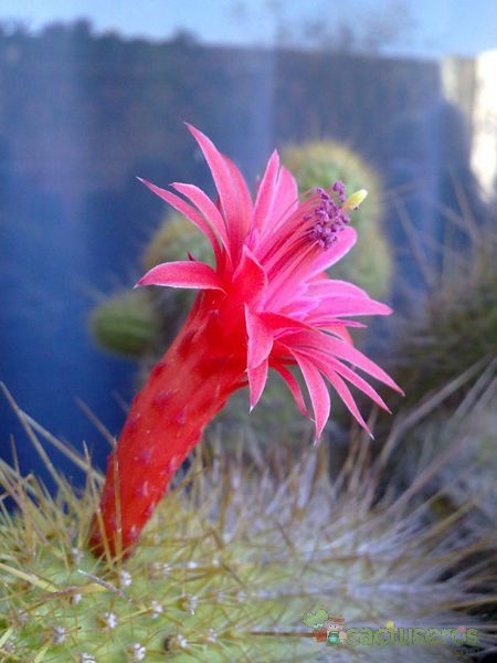 A photo of Cleistocactus winteri f. crestada