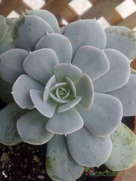 Una foto de Echeveria runyonii