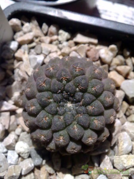 Una foto de Eriosyce napina ssp. glabrescens