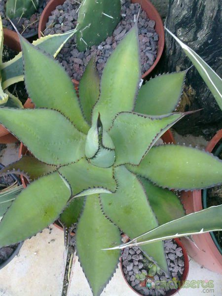 Una foto de Agave multiflora