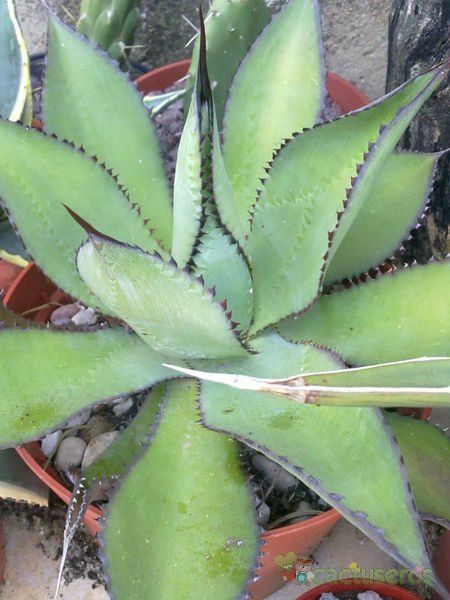 A photo of Agave multiflora