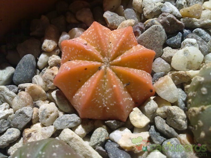 Una foto de Astrophytum asterias cv. SUPERKABUTO x Astrophytum capricorne SK-CA (Hibrido)