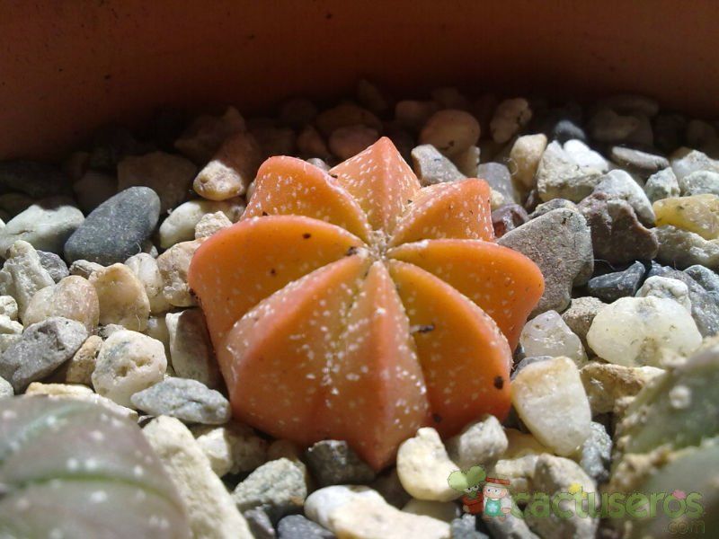 A photo of Astrophytum asterias cv. SUPERKABUTO x Astrophytum capricorne SK-CA (Hibrido)