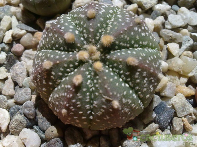 Una foto de Astrophytum asterias