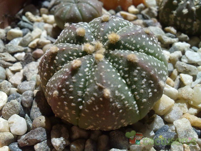 Una foto de Astrophytum asterias