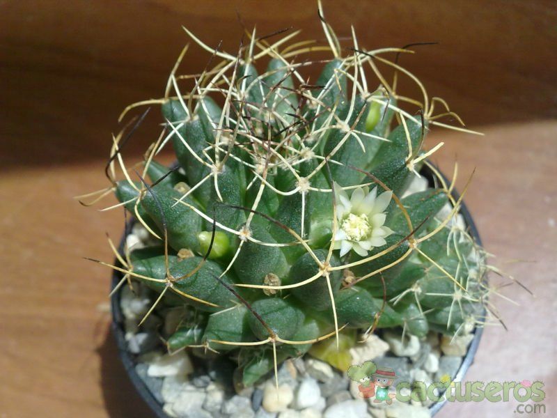 A photo of Mammillaria decipiens ssp. camptotricha
