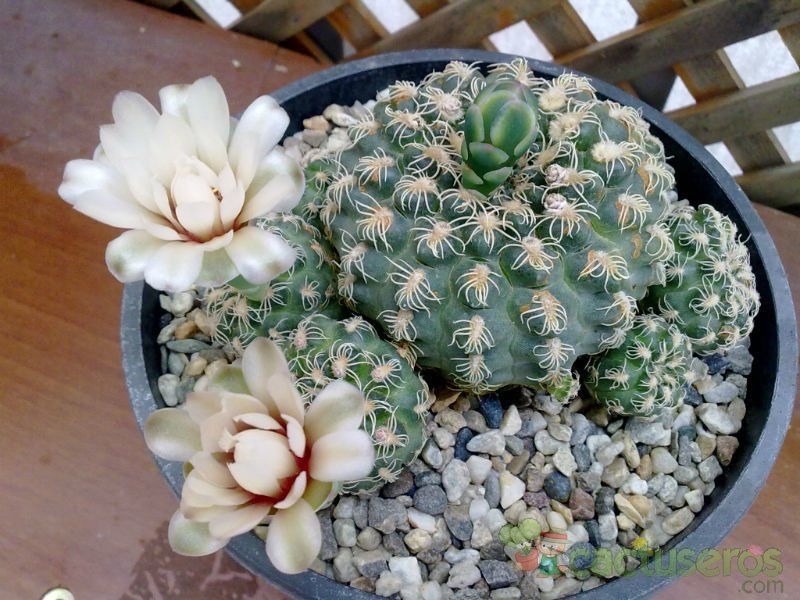 Una foto de Gymnocalycium calochlorum