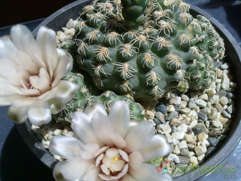 Una foto de Gymnocalycium calochlorum