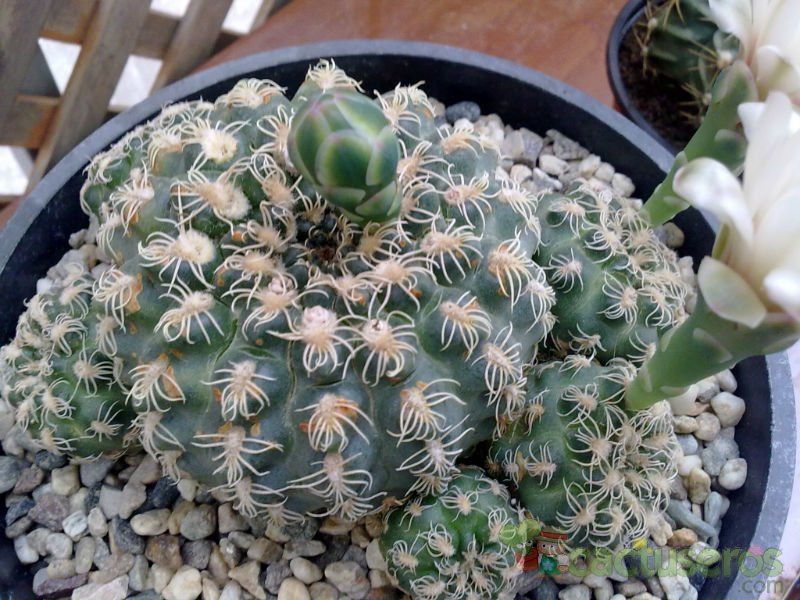 Una foto de Gymnocalycium calochlorum