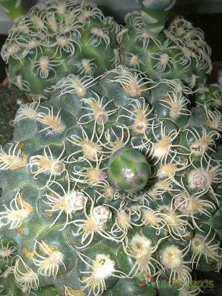 Una foto de Gymnocalycium calochlorum