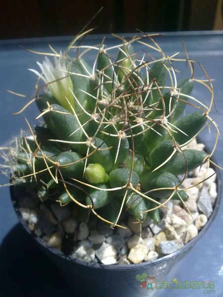 A photo of Mammillaria decipiens ssp. camptotricha