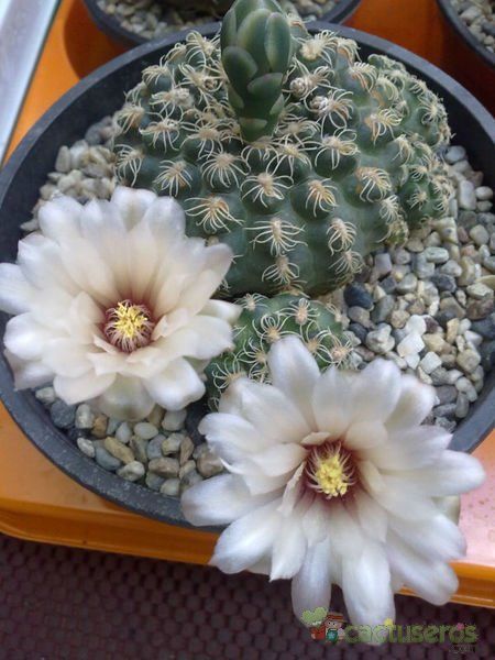 Una foto de Gymnocalycium calochlorum