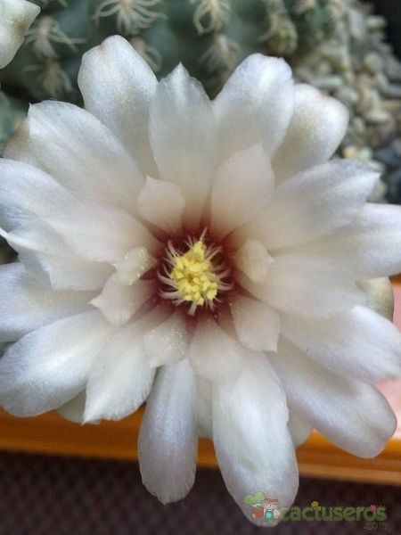 Una foto de Gymnocalycium calochlorum