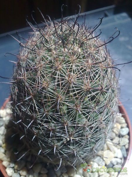 A photo of Mammillaria sheldonii