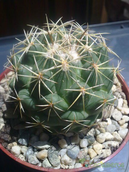 A photo of Coryphantha salinensis