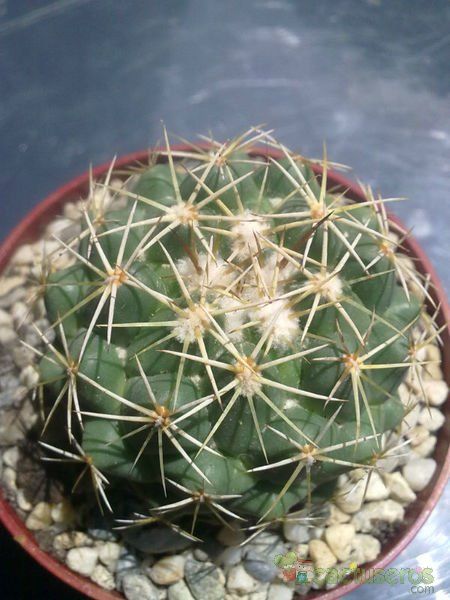 最安価格 Coryphantha salinensis 植物/観葉植物 - fishtowndistrict.com