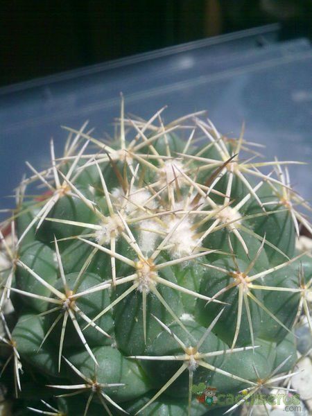 A photo of Coryphantha salinensis