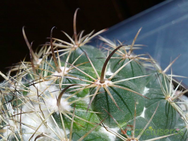Una foto de Coryphantha cornifera