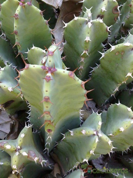 Una foto de Euphorbia resinifera