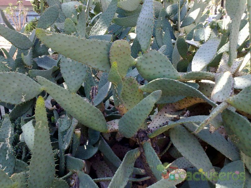 A photo of Opuntia engelmannii var. linguiformis