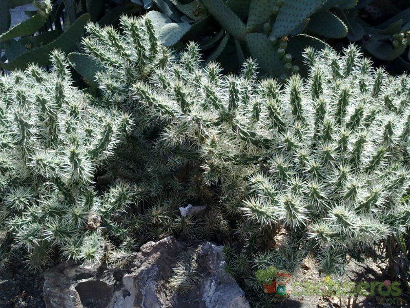 A photo of Cylindropuntia tunicata