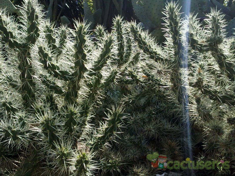 A photo of Cylindropuntia tunicata