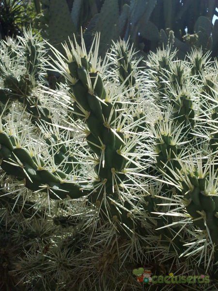 A photo of Cylindropuntia tunicata