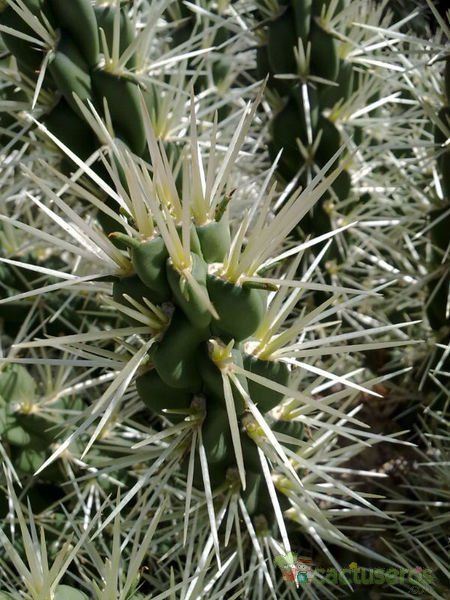 A photo of Cylindropuntia tunicata