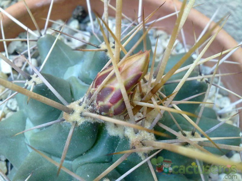 A photo of Thelocactus rinconensis ssp. freudenbergeri