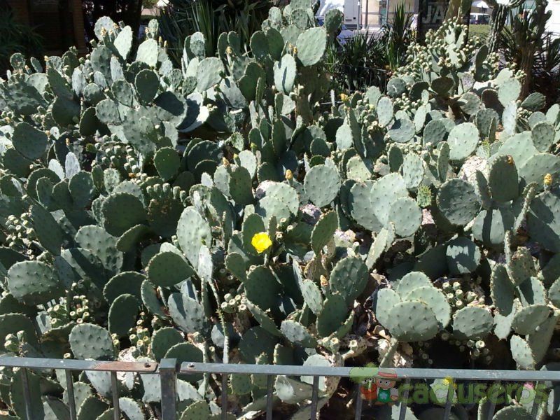 A photo of Opuntia robusta