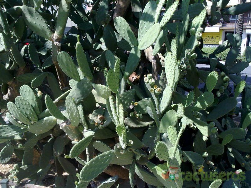 Una foto de Opuntia tomentosa