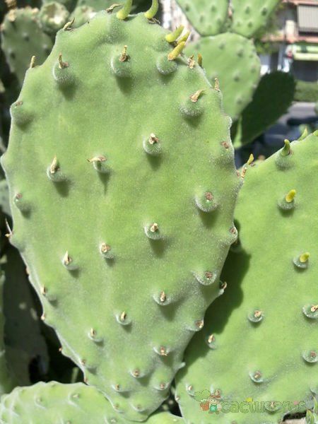 Una foto de Opuntia tomentosa