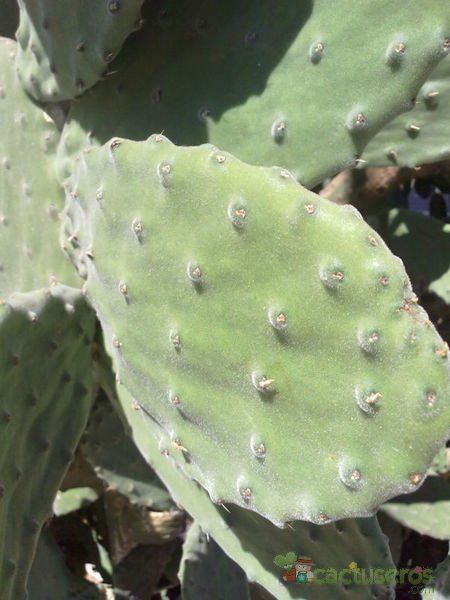 Una foto de Opuntia tomentosa
