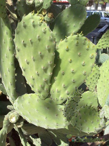 Una foto de Opuntia tomentosa