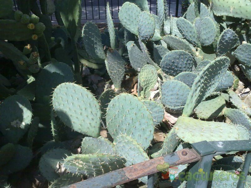 Una foto de Opuntia phaeacantha