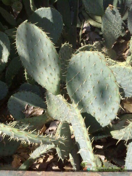 Una foto de Opuntia phaeacantha
