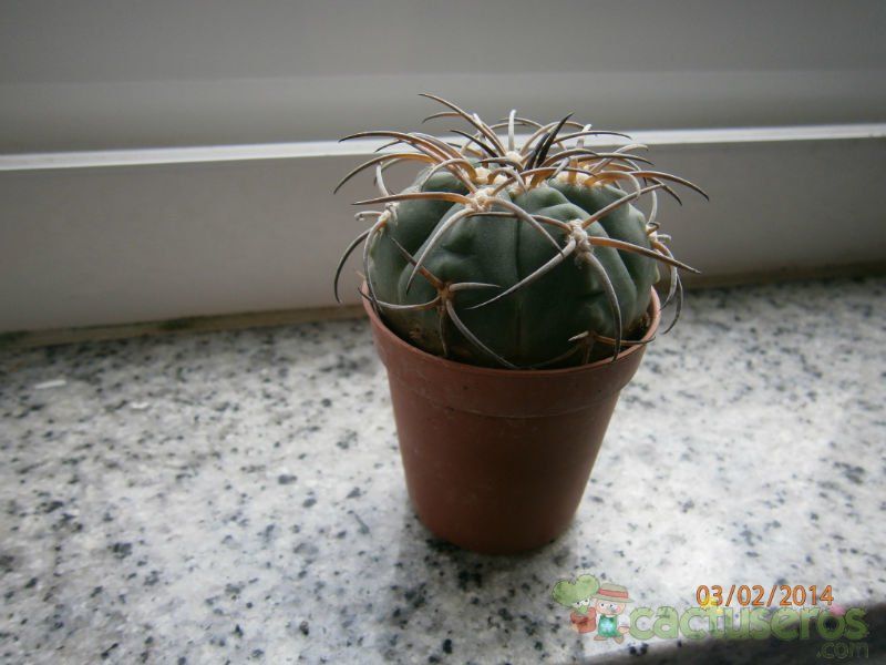 A photo of Gymnocalycium spegazzinii