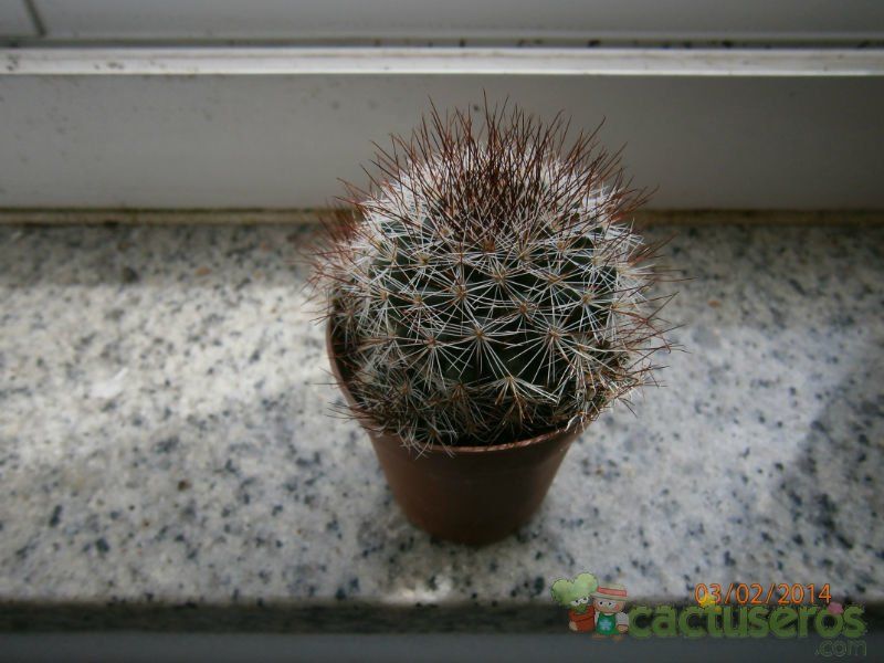Una foto de Mammillaria multihamata