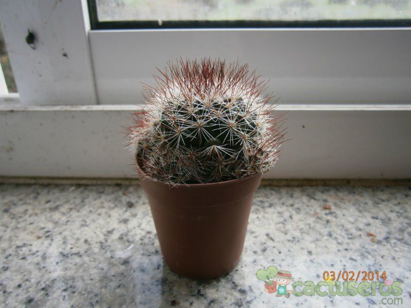 Una foto de Mammillaria multihamata