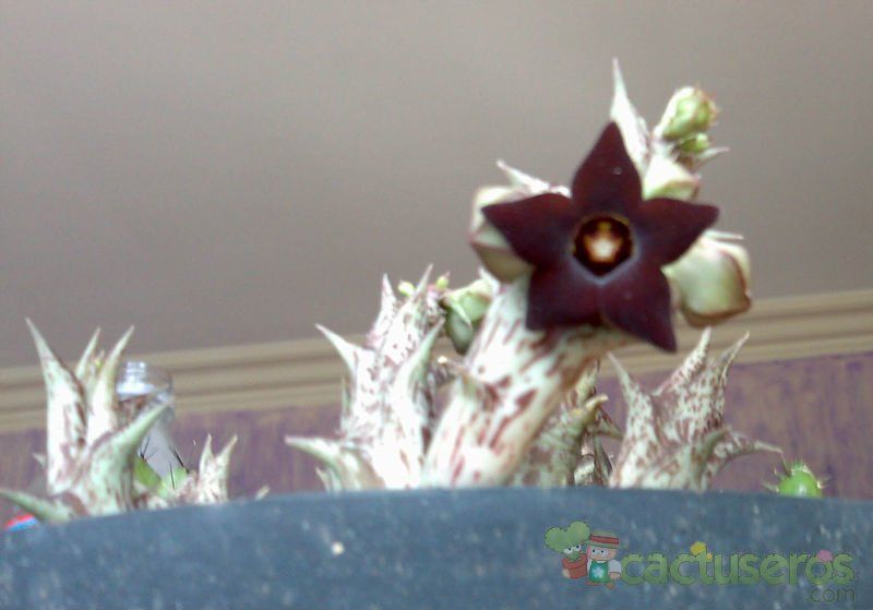 A photo of Pachycymbium decaisneanum