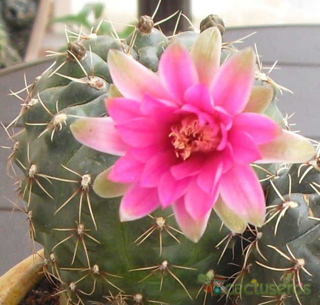Una foto de Gymnocalycium baldianum