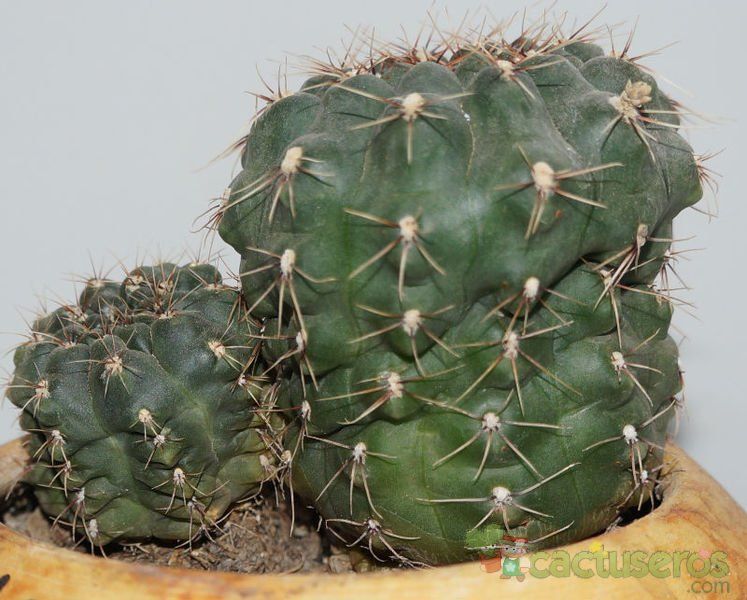 Una foto de Gymnocalycium baldianum