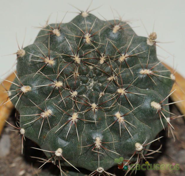 Una foto de Gymnocalycium baldianum