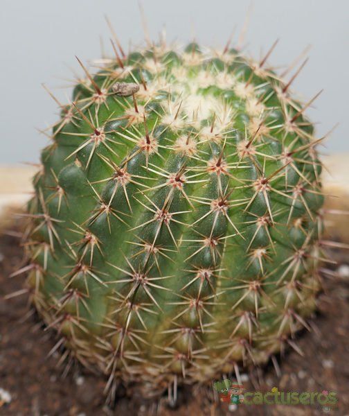 Una foto de Parodia orthacantha