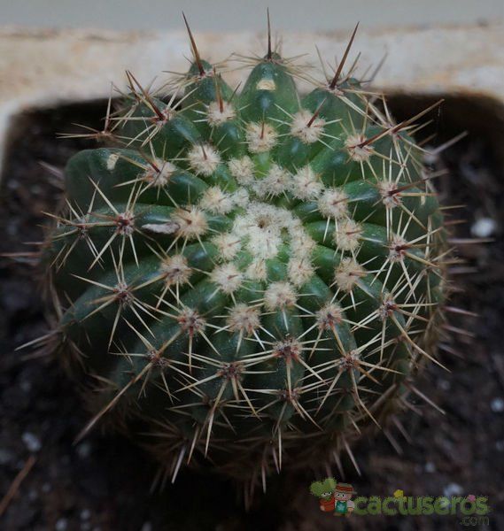 Una foto de Parodia orthacantha