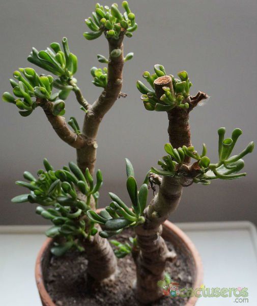 Una foto de Crassula ovata cv. hobbit
